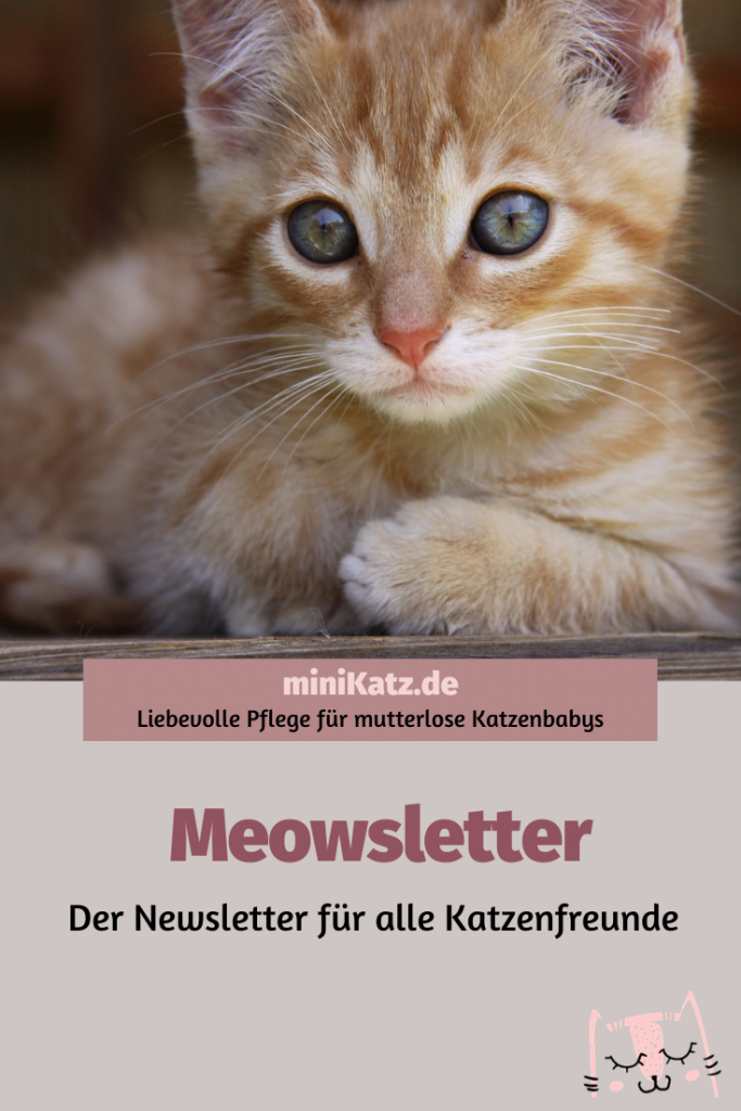 Meowsletter - der Newsletter für Katzenfreunde von miniKatz